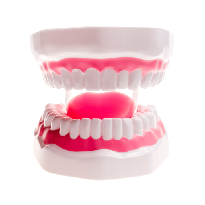 TalkTools Mouth Demonstrator