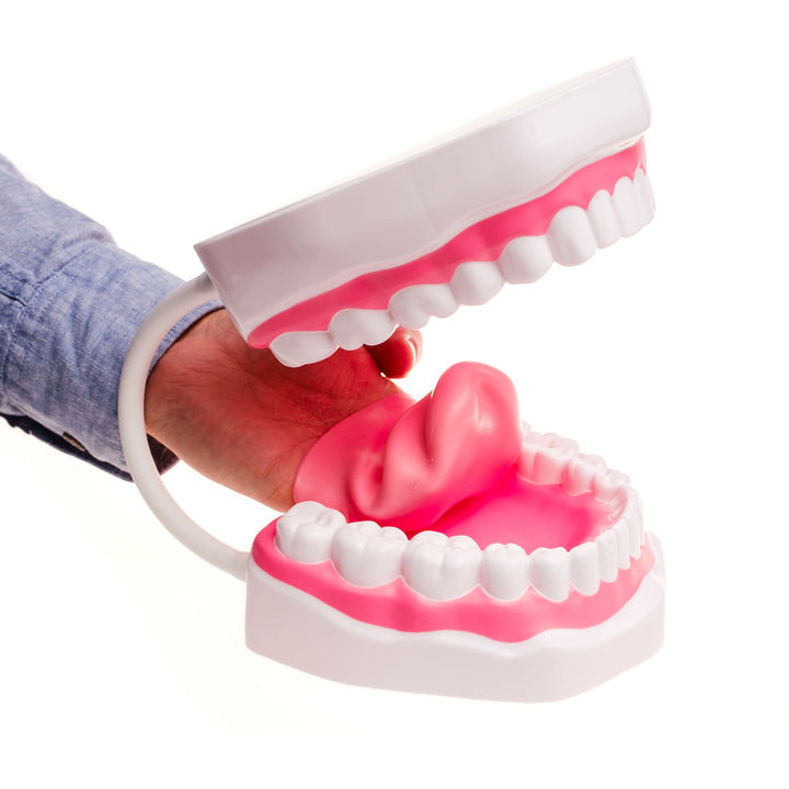 TalkTools Mouth Demonstrator