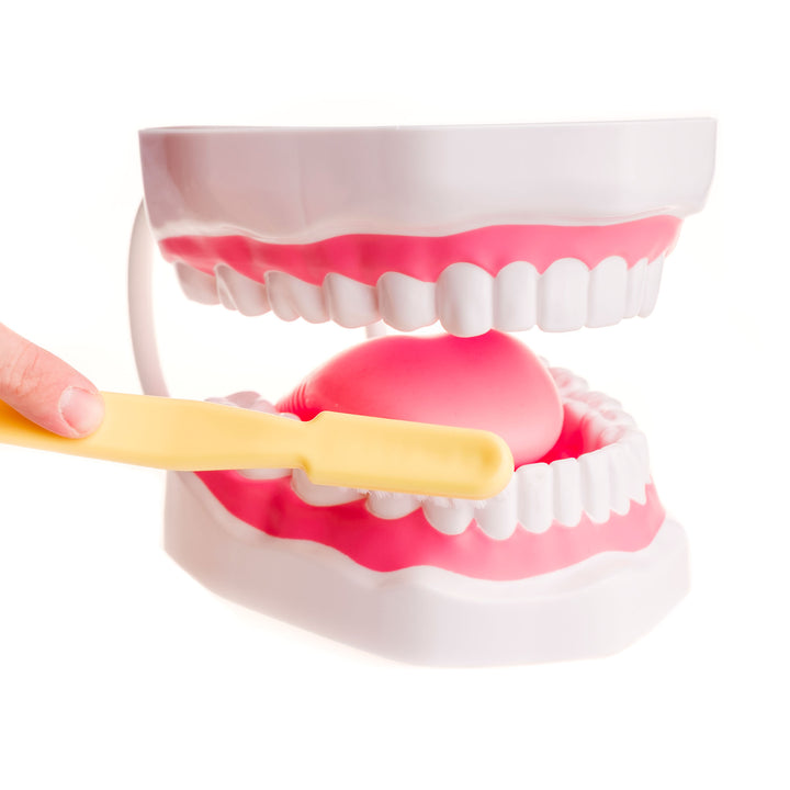 TalkTools Mouth Demonstrator