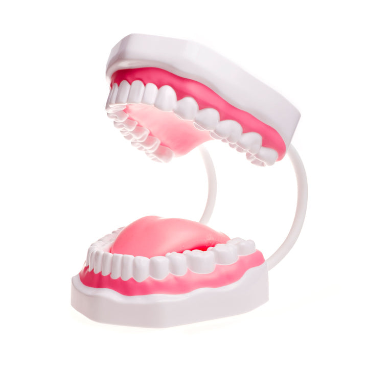 TalkTools Mouth Demonstrator